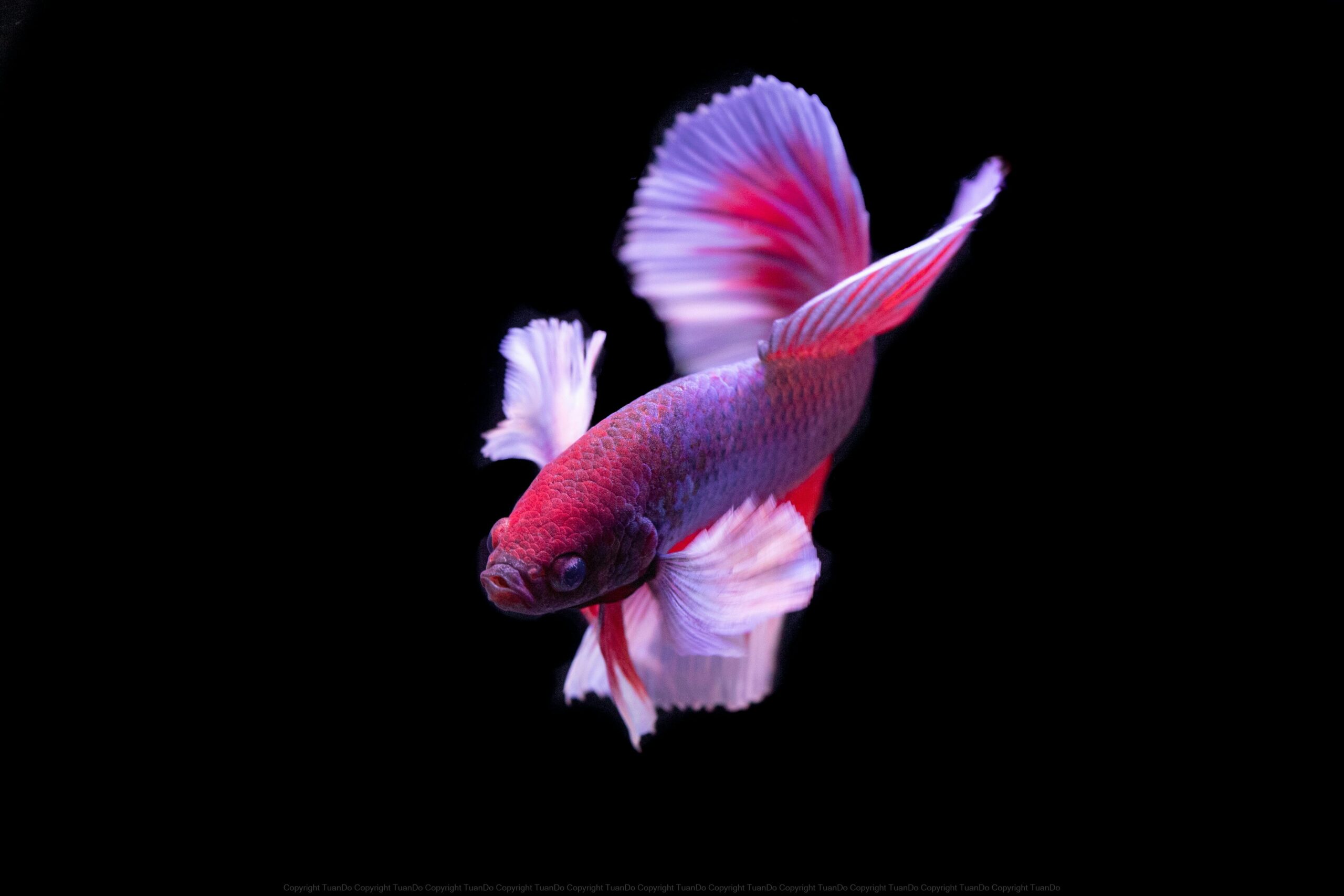 Vivid Betta fish displaying colorful fins against a black background, showcasing its natural beauty.
